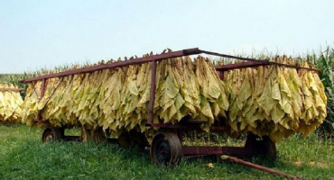 Jak správně a rychle sušit tabák doma